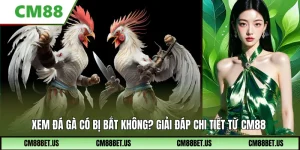 Xem Đá Gà Có Bị Bắt Không? Giải Đáp Chi Tiết Từ Cm88