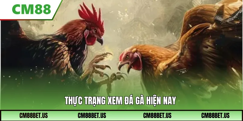 Thực trạng xem đá gà hiện nay